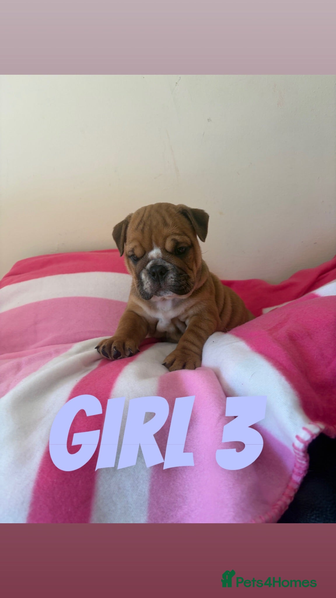 English Bulldog dogs 3 beautiful girls available healthy Traditional  - Advert 10