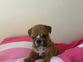 English Bulldog dogs 3 beautiful girls available healthy Traditional - Advert 10