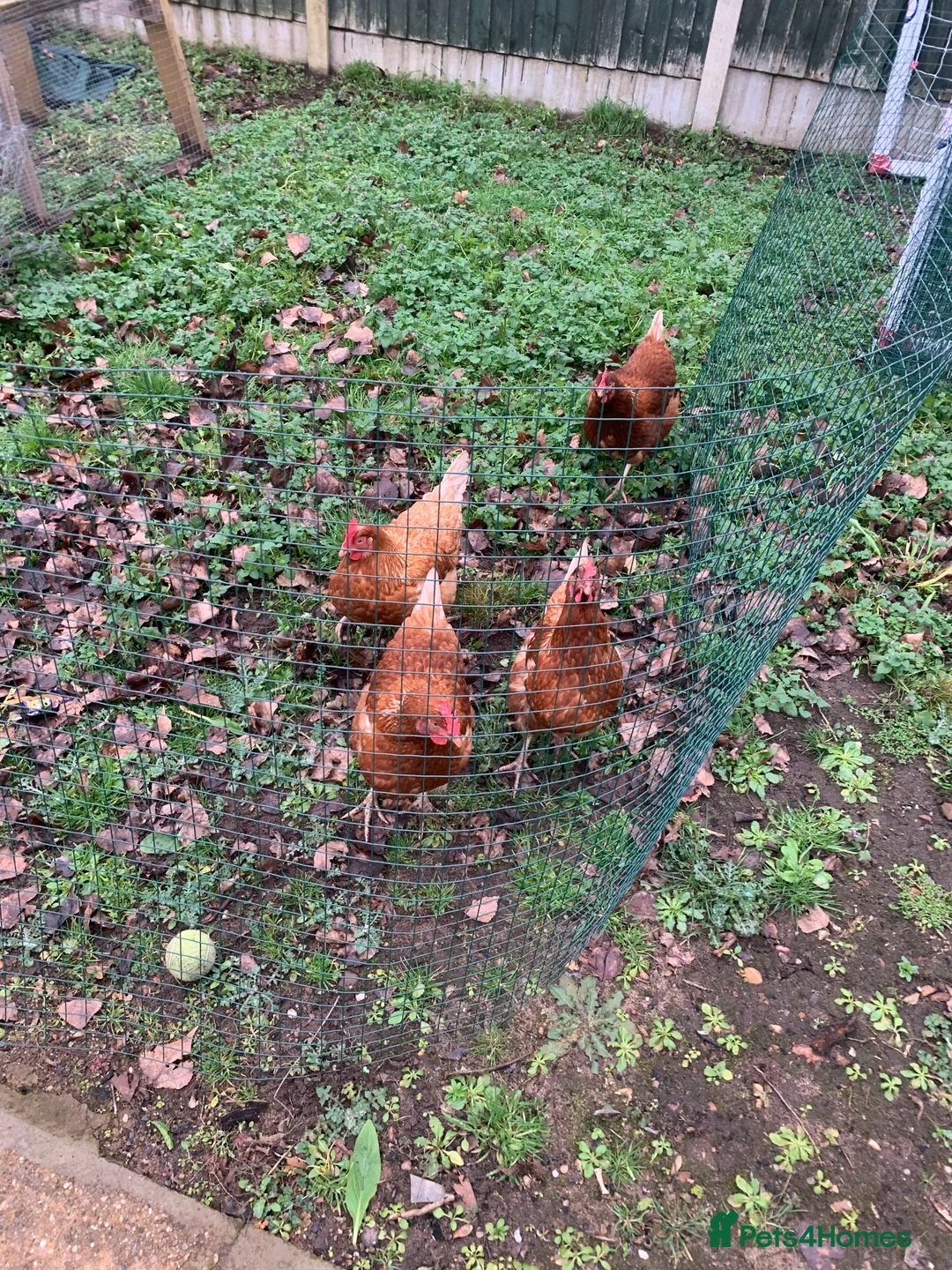 Chickens poultry for sale: Frank warren chickens laying  - Advert 1