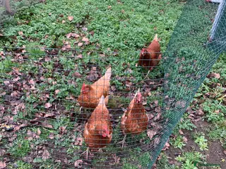 Chickens poultry Frank warren chickens laying - Advert 1