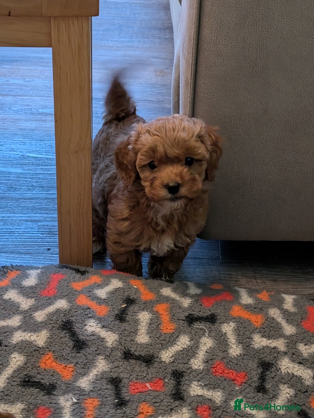 Lhasapoo dogs for sale: Female Lhasapoo for sale - Advert 17