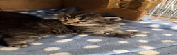 Maine Coon cats for sale: Maine coon cross tabby only 2 left  - Advert 10