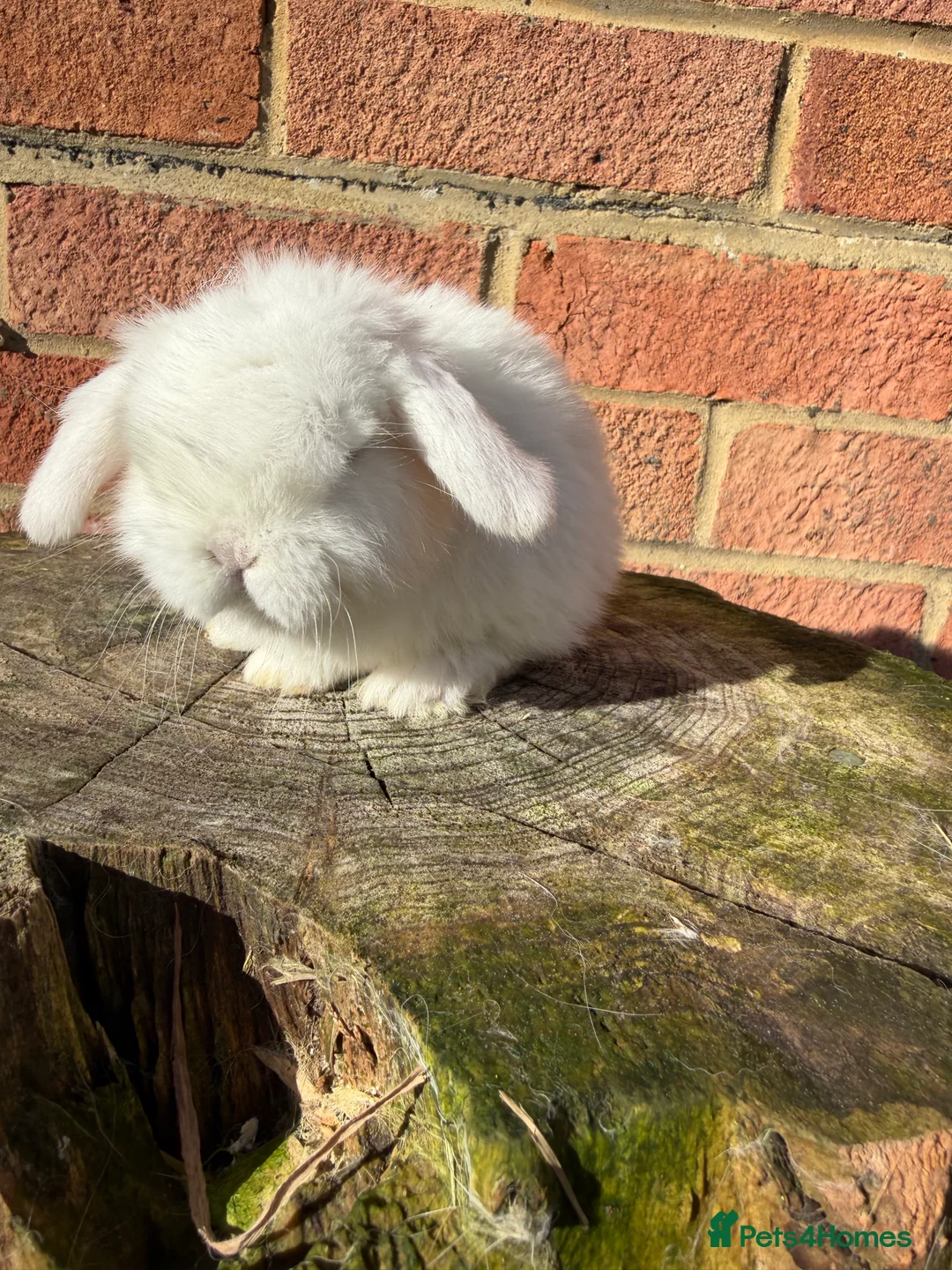 Mini Lop rabbits for sale: Mini Lops available - Advert 7