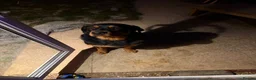Mixed Breed dogs for sale: Bella - Advert 6