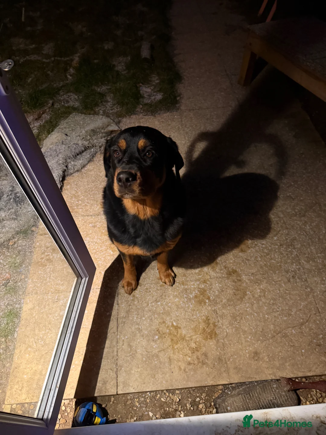 Mixed Breed dogs for sale: Bella - Advert 6