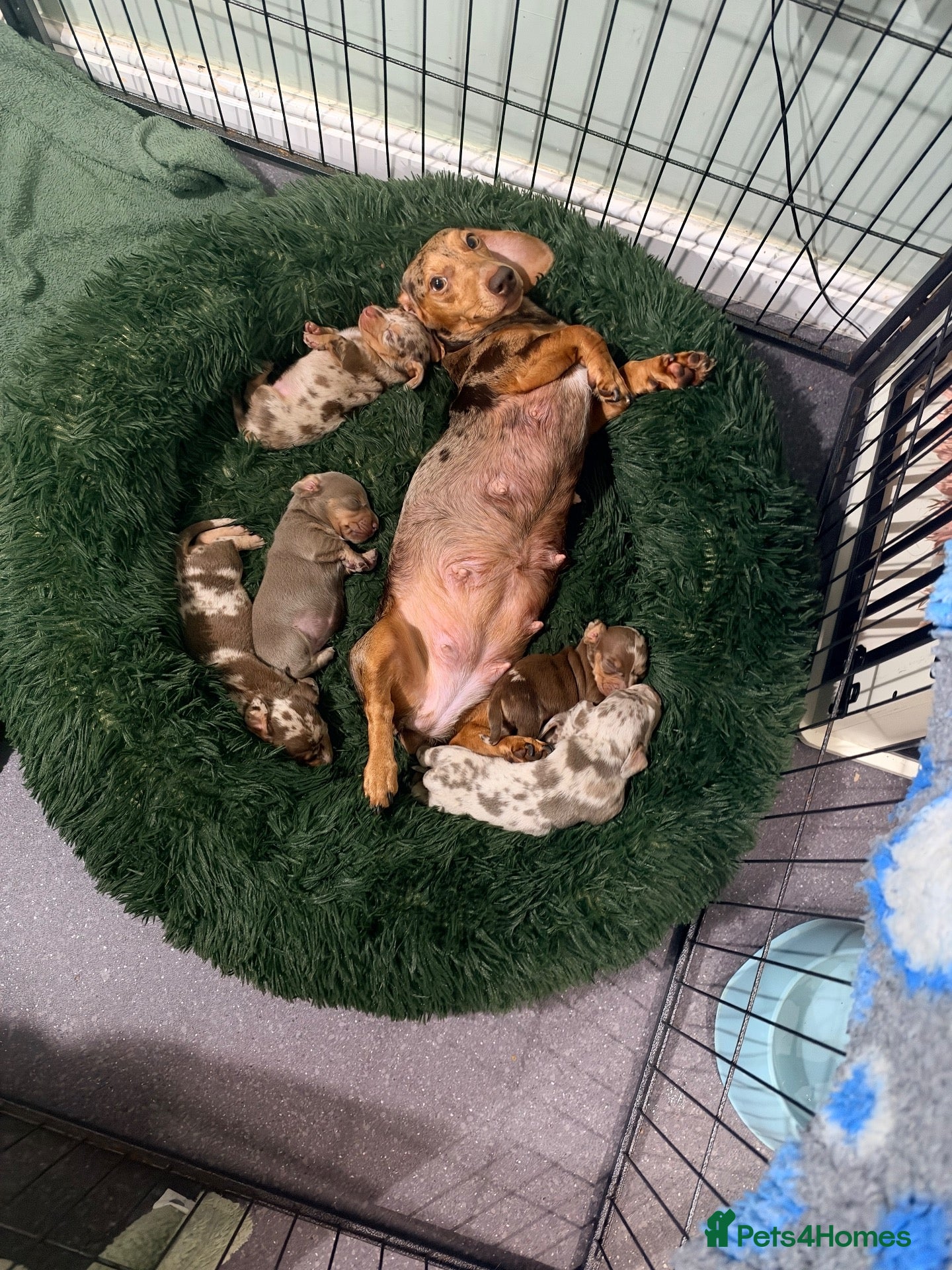 Miniature Dachshund dogs 🤍miniture dachshunds smooth coat 3 left🤍 - Advert 16