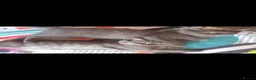 British Shorthair cats for sale: 4 British short-hair kittens  - Advert 6