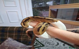 Python Snake reptiles for sale: Pied Python and setup - Image 2