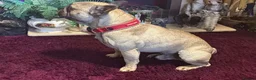 French Bulldog dogs for sale: ✨ STUNNING MERLE FRENCHIES | 5 BOYS & 1 GIRL 🫶🏻 in Derby - Advert 9