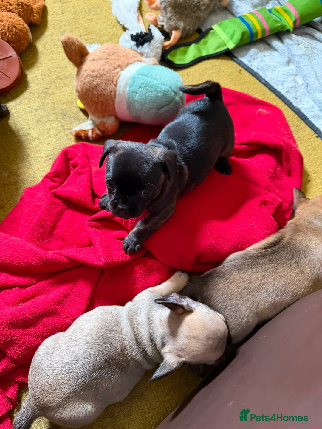 Mixed Breed dogs for sale: 1 girl left black  in Huddersfield - Advert 2