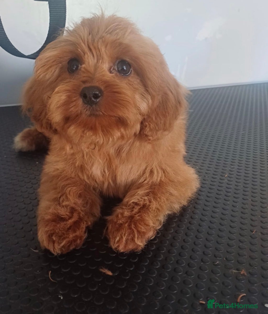 Cavapoo dogs Beautiful cavapoo puppies - Advert 2