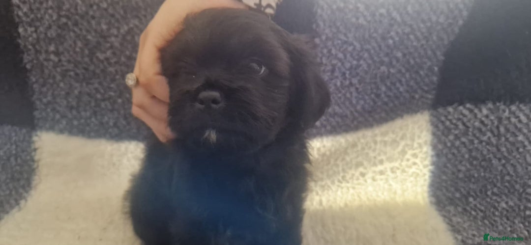 Mixed Breed cats for sale: Chihuahua x Terrier - Image 2