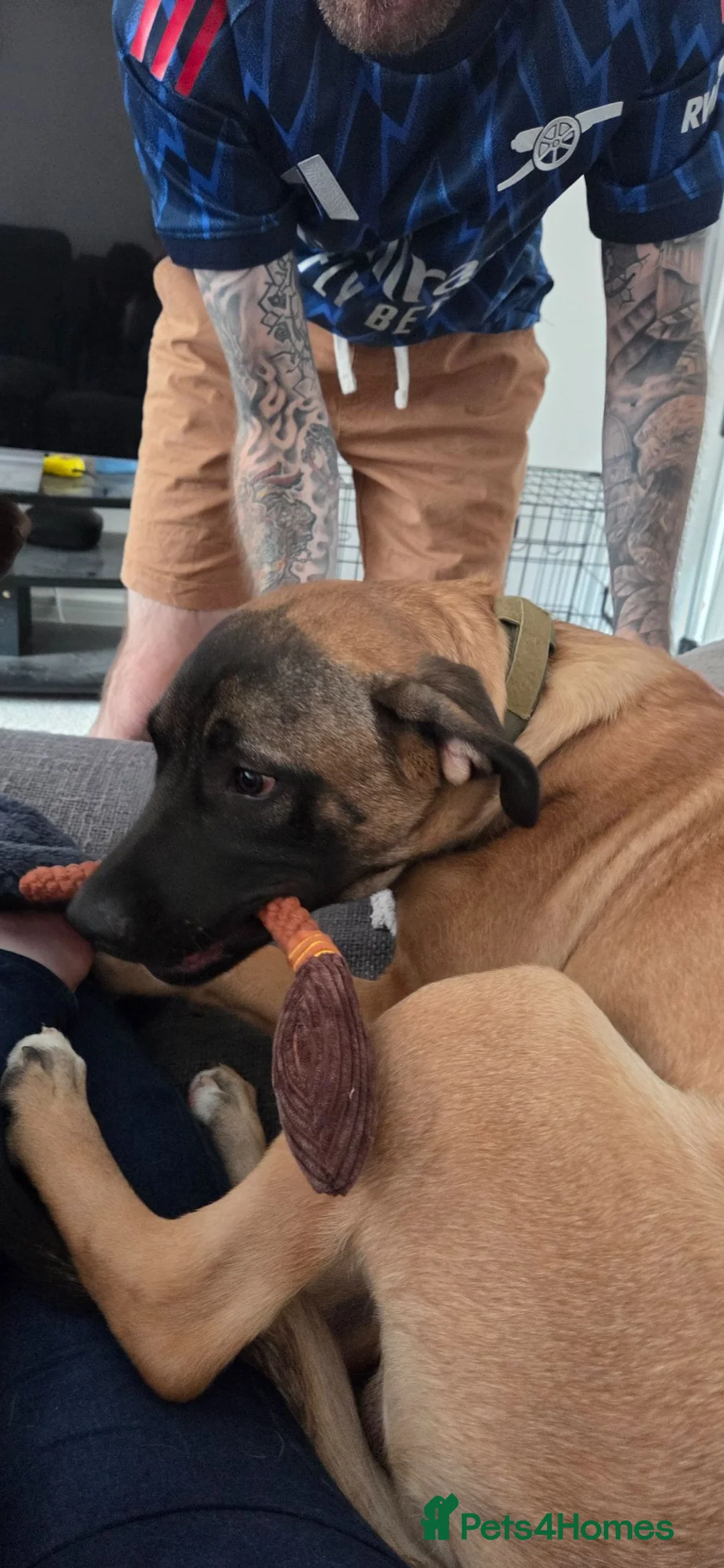 Mixed Breed dogs for sale: Heartbreaking need to rehome beloved dog - Advert 2