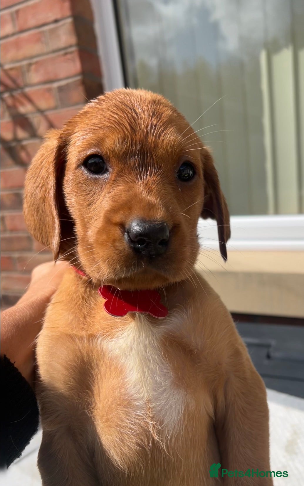 Labrador Retriever dogs KC FOX RED LABRADOR PUPS READY NEXT WEEK  - Advert 5