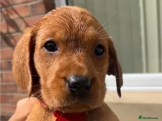 Labrador Retriever dogs KC FOX RED LABRADOR PUPS READY NEXT WEEK - Advert 4