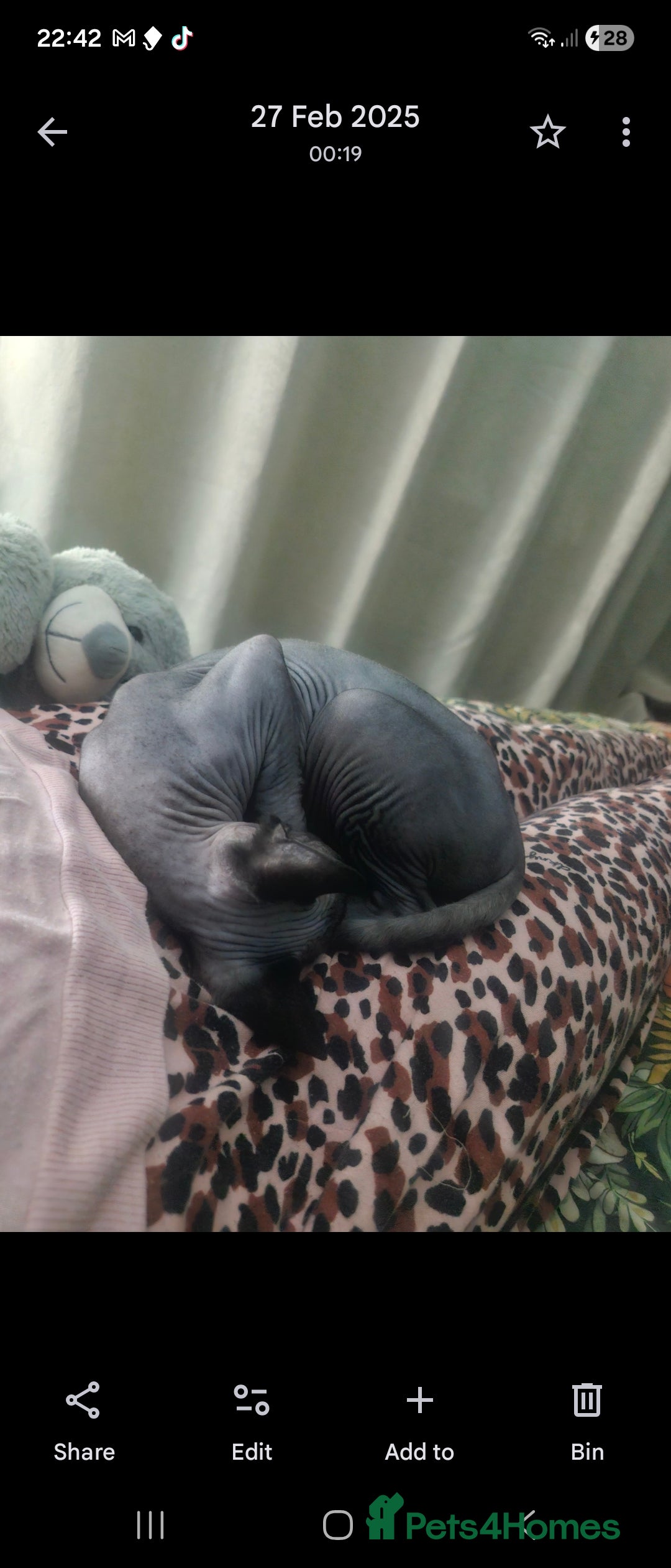 Sphynx cats for sale: 1 year old male sphynx  - Advert 13