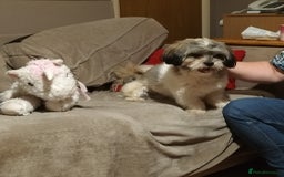 Shih Tzu dogs for sale: Teddy- 14 month old Shi Tzu male - Image 3