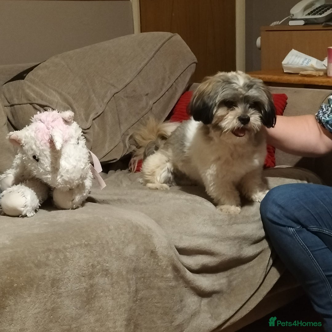 Shih Tzu dogs for sale: Teddy- 14 month old Shi Tzu male - Image 3