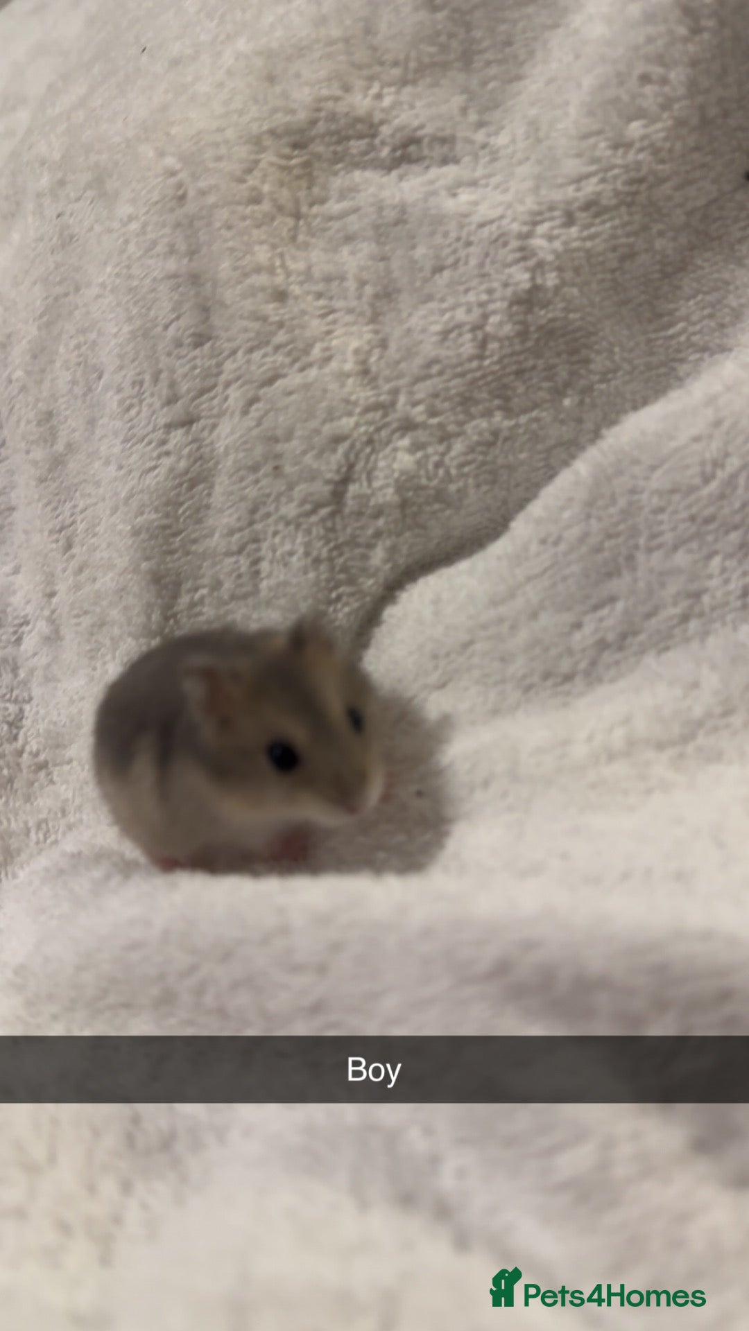 Hamster rodents Lovely Russian dwarf babies  - Advert 1