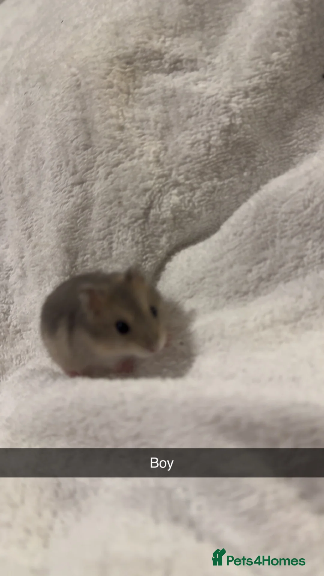 Hamster rodents for sale: Lovely Russian dwarf babies  - Advert 1