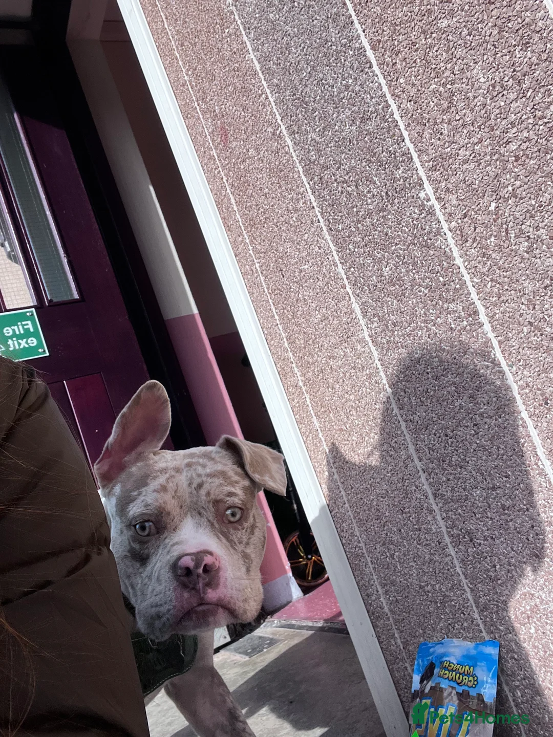 American Bully dogs for sale: Pocket X standard bully  in Bristol - Advert 3