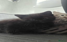 Mixed Breed cats for sale: Adorable Ragdoll Mix Kittens  - Image 10