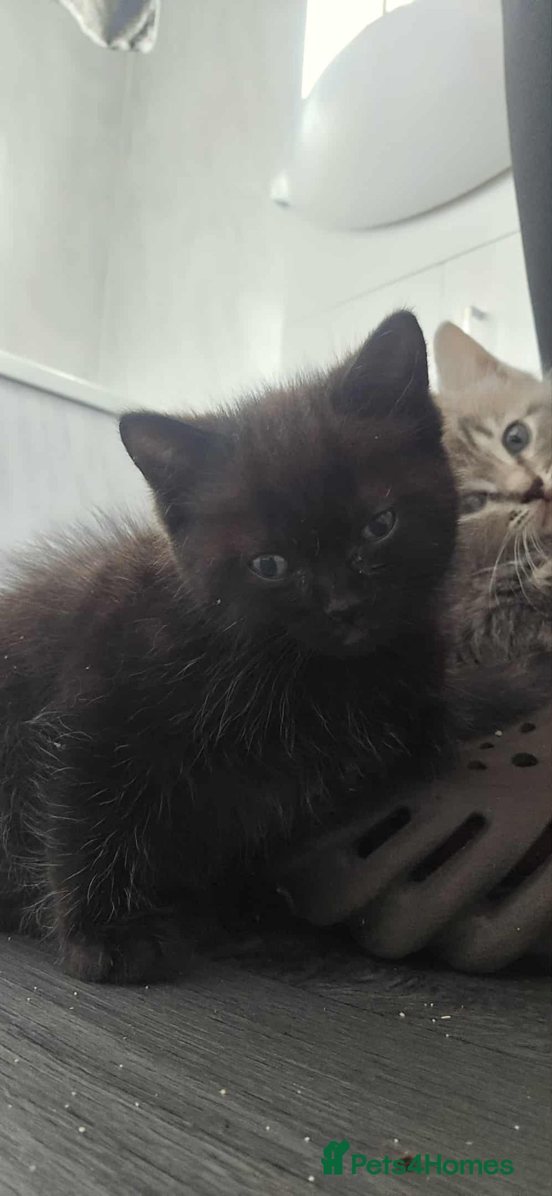 Mixed Breed cats for sale: Adorable Ragdoll Mix Kittens  - Image 10