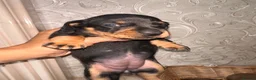 Dachshund dogs for sale: Dachshund  - Advert 7