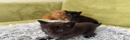Maine Coon cats for sale: Gorgeous Maine Coon Kittens  - Advert 10