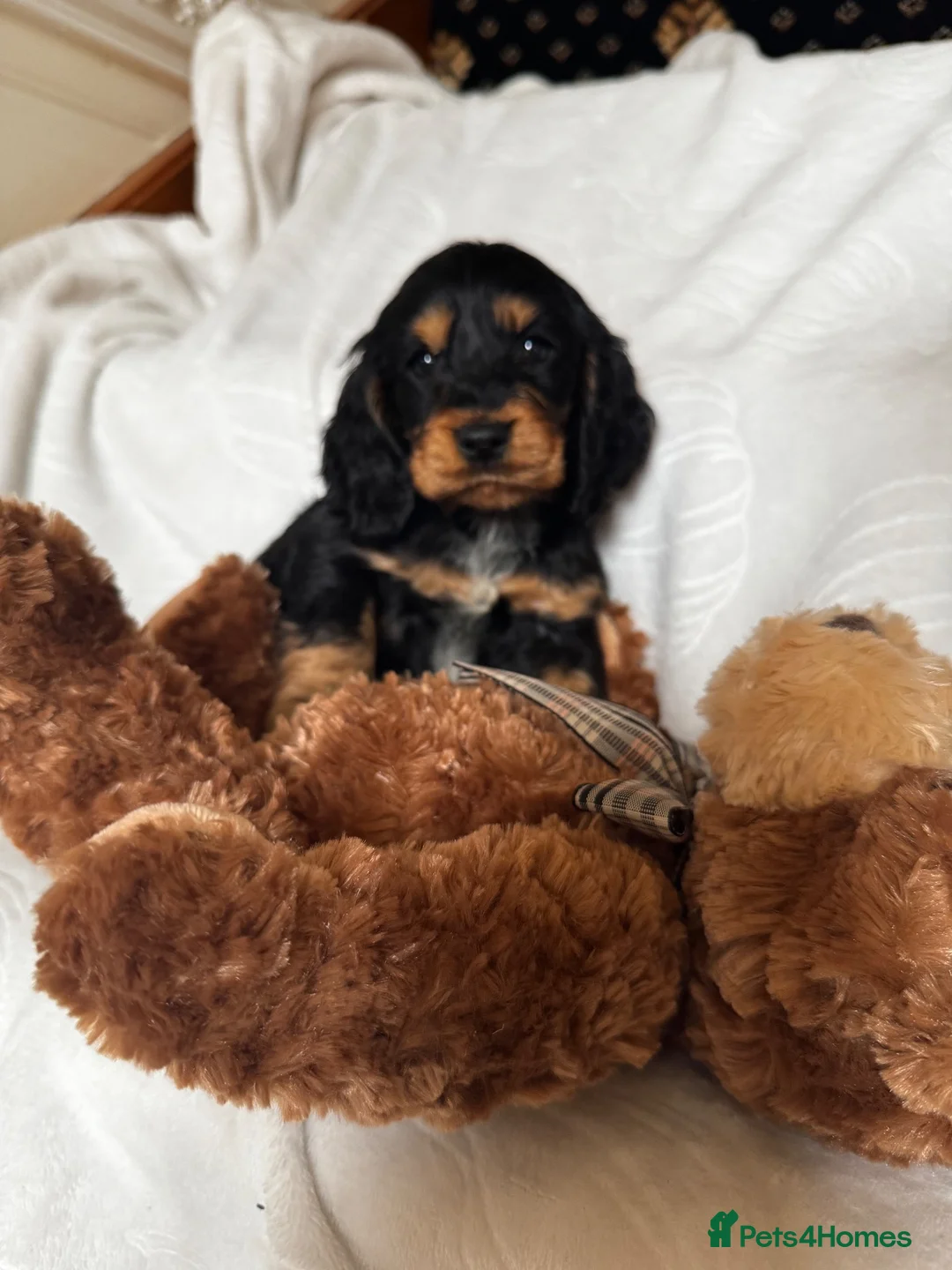 Cocker Spaniel dogs for sale: Show type cocker spaniels  - Advert 12