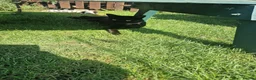 Mixed Breed cats for sale: Kittens for sale - Advert 3