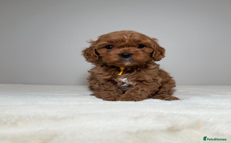 Cavapoo dogs - Advert 2