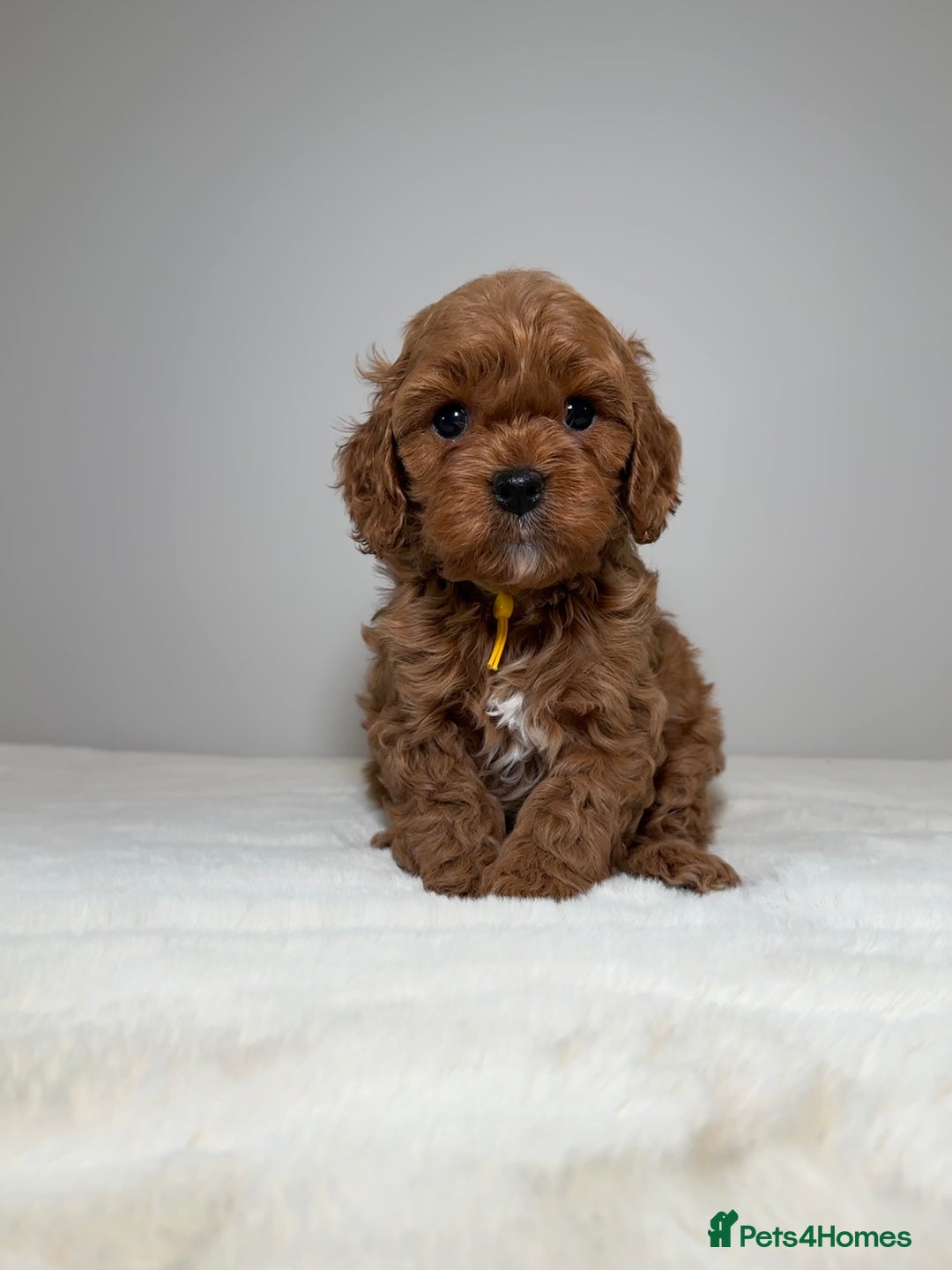 Cavapoo dogs for sale: F1 Cavapoo puppies.  - Image 1