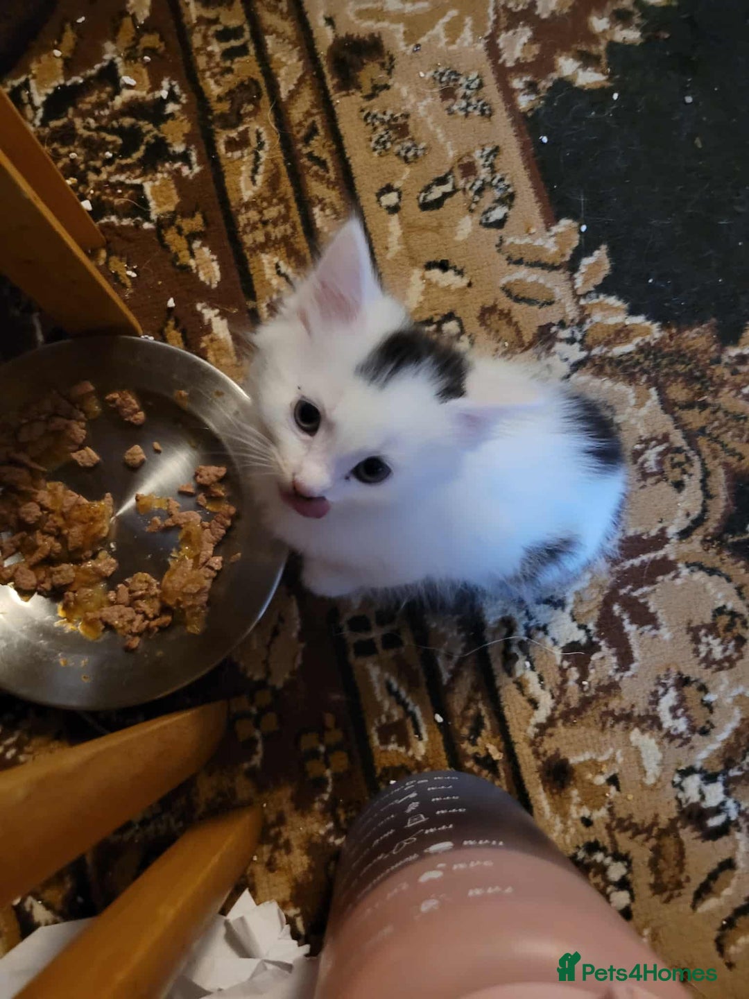 Maine Coon cats for sale: Maine Coon X kittens for sale - Image 2