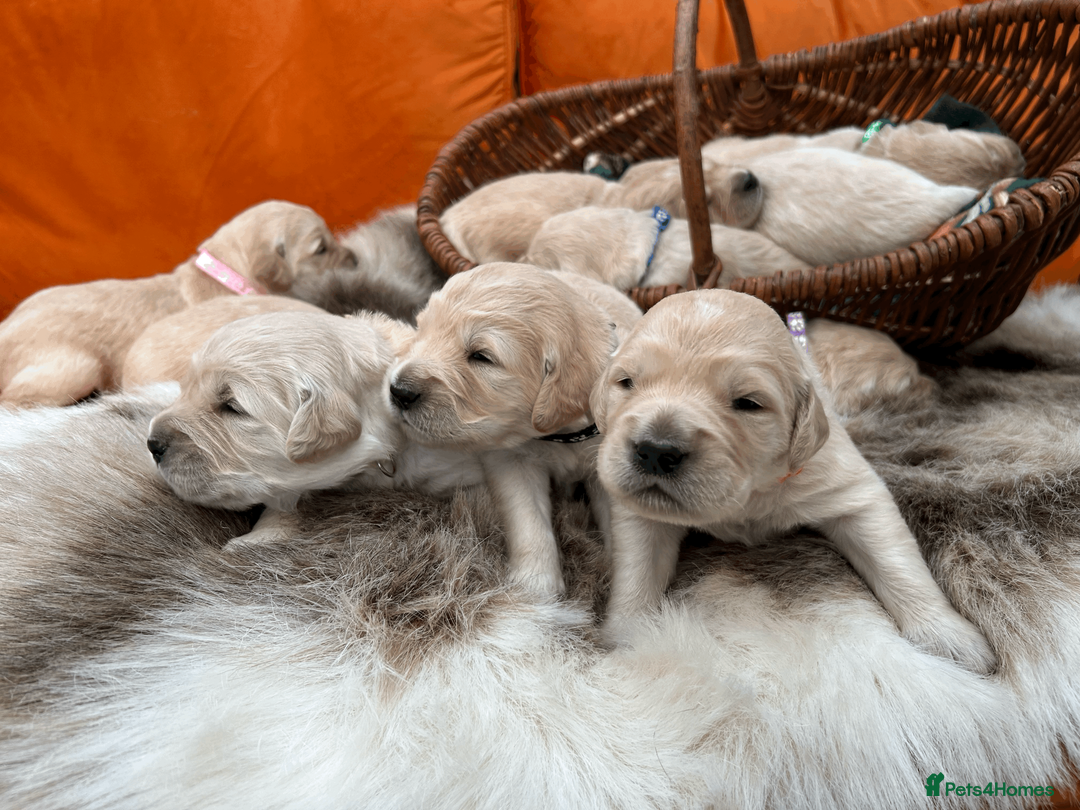Golden Retriever dogs for sale: New Forest - Beautiful Golden Retriever Puppies  - Advert 7
