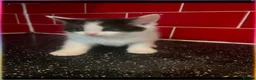 Mixed Breed cats for sale: 3 kittens left in Havant - Advert 11