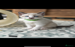 Mixed Breed cats for sale: Mixed breed rag doll - Image 6