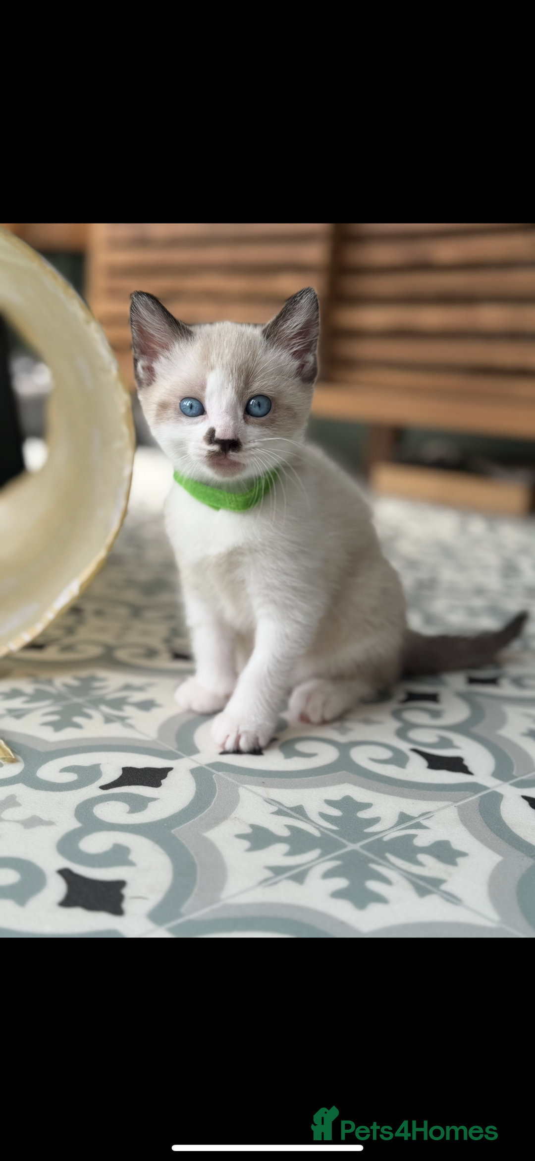 Mixed Breed cats for sale: Mixed breed rag doll - Image 6
