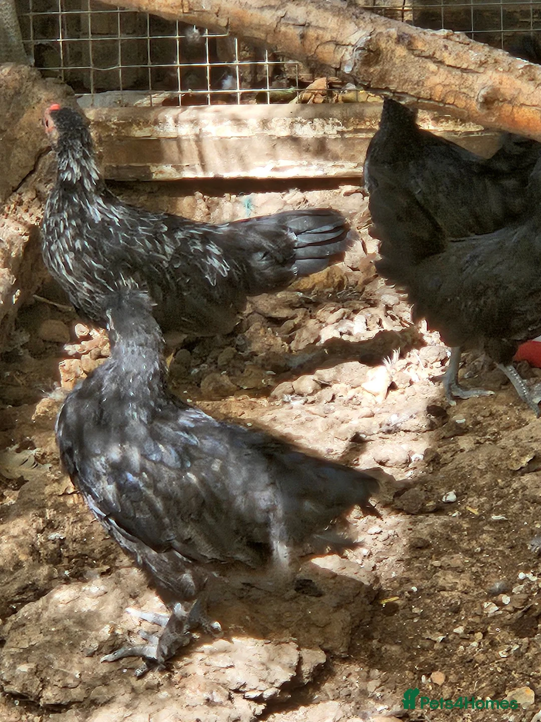 Chickens poultry for sale: Semera chicks pair  in St Albans - Advert 8