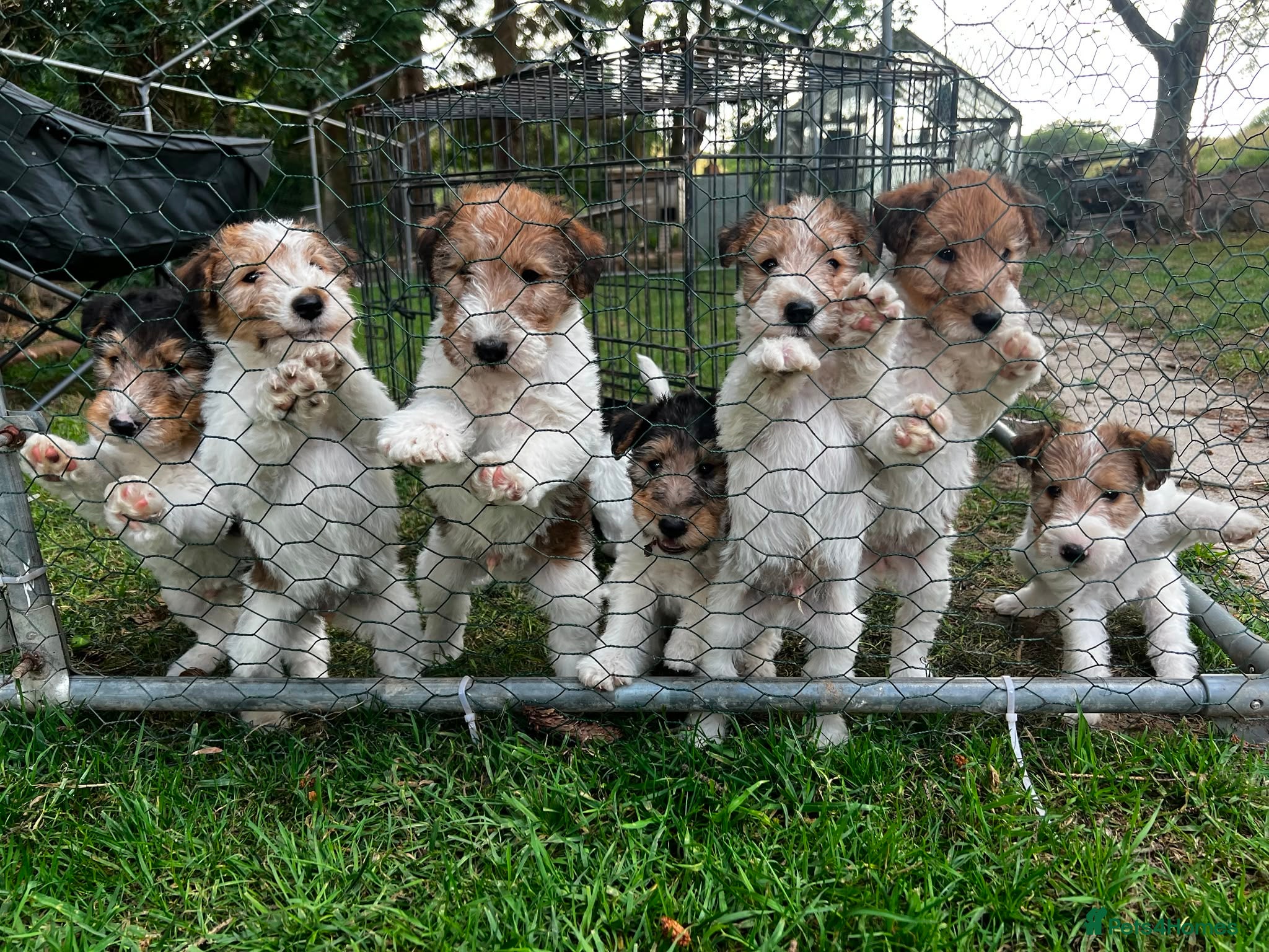 Fox Terrier dogs Pedigree Wire Haired Fox Terrier puppies for sale - Advert 12