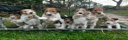 Fox Terrier dogs for sale: Pedigree Wire Haired Fox Terrier puppies for sale - Advert 1