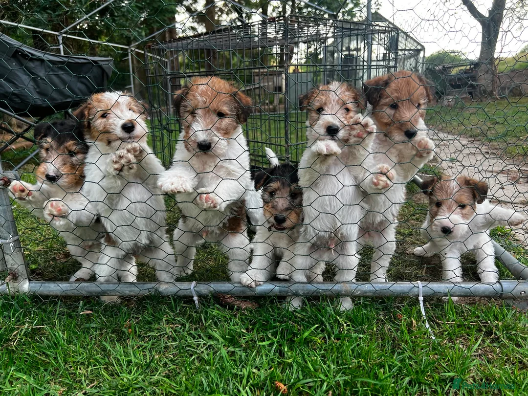 Fox Terrier dogs for sale: Pedigree Wire Haired Fox Terrier puppies for sale - Advert 1