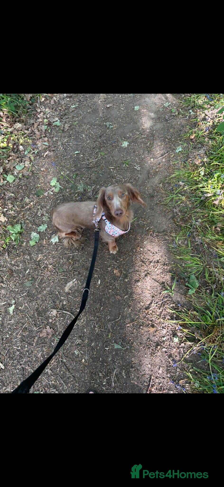 Dachshund dogs Buddy 3yr old dachshund for sale  - Advert 2