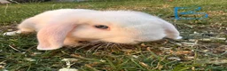 Mini Lop rabbits for sale: Mini Lop Rabbits For Sale  - Advert 16