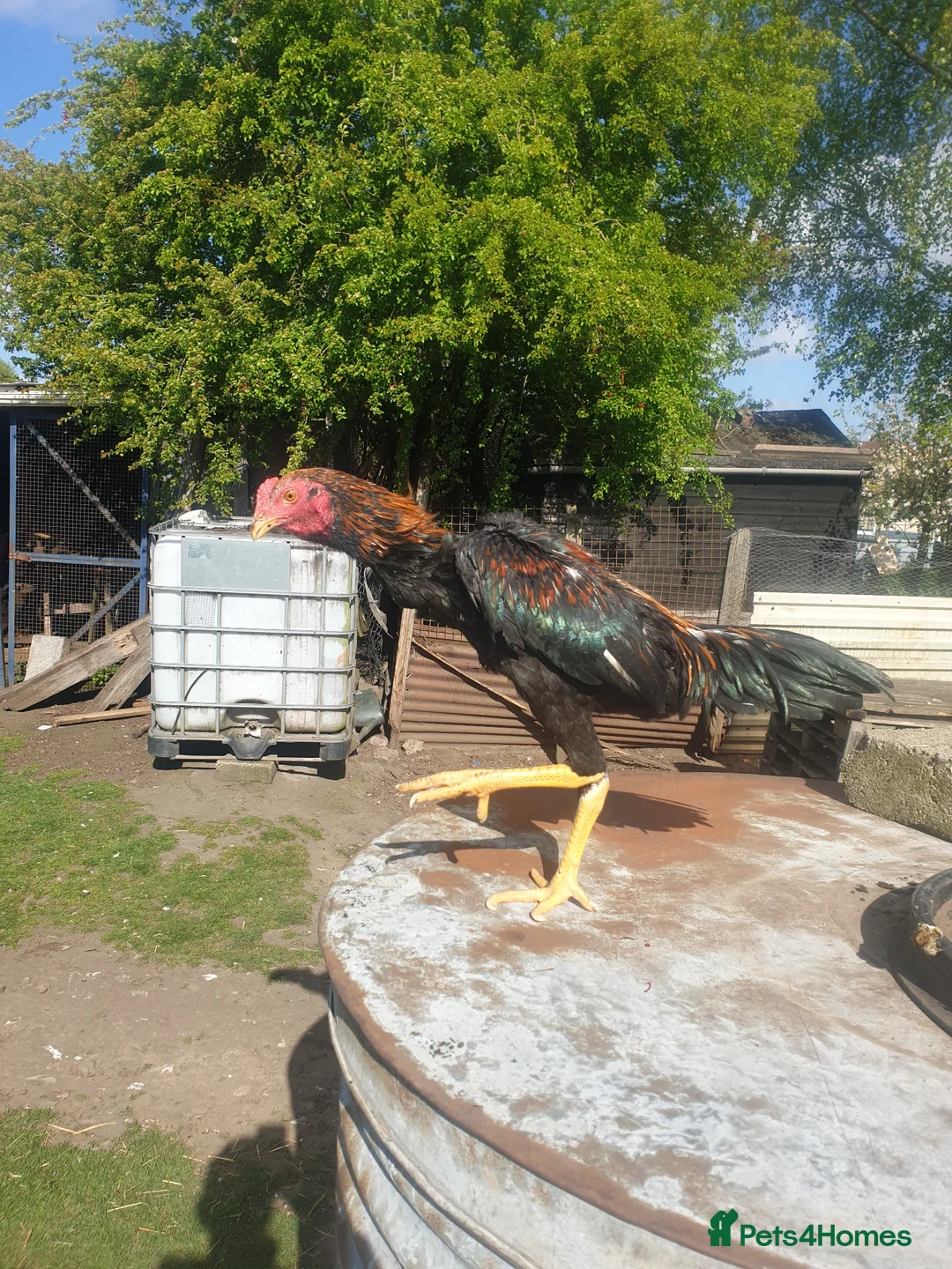 Chickens poultry for sale: Japanese shamo x Brazilian shamo  - Advert 2