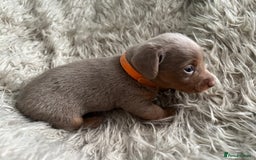 Dachshund dogs for sale: Beautiful mini dachshund babies  - Image 17