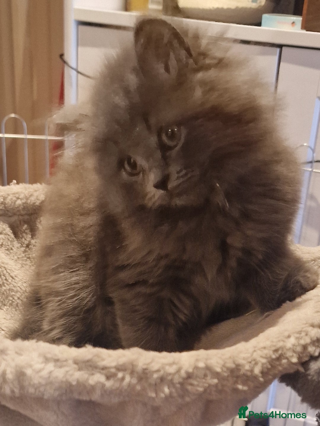 British Longhair cats for sale: Blue & Lilac Gorgeous fluffy BLH male kittens - Advert 7