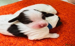 English Springer Spaniel dogs for sale: KC Quality English Springer Spaniels - Image 37
