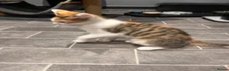 Mixed Breed cats for sale: Ginger male and calico female - Advert 9