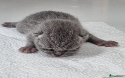British Shorthair cats for sale: Beautiful British Short hair Blue kittens for sale - Image 9